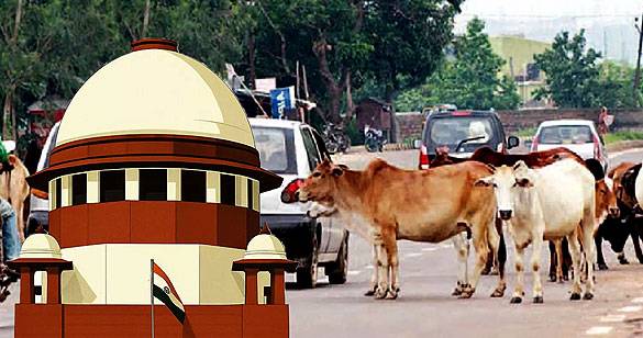 आवारा मवेशियों की बढ़ती घुसपैठ पर सुप्रीम कोर्ट गंभीर, केंद्र और राज्यों से जवाब तलब